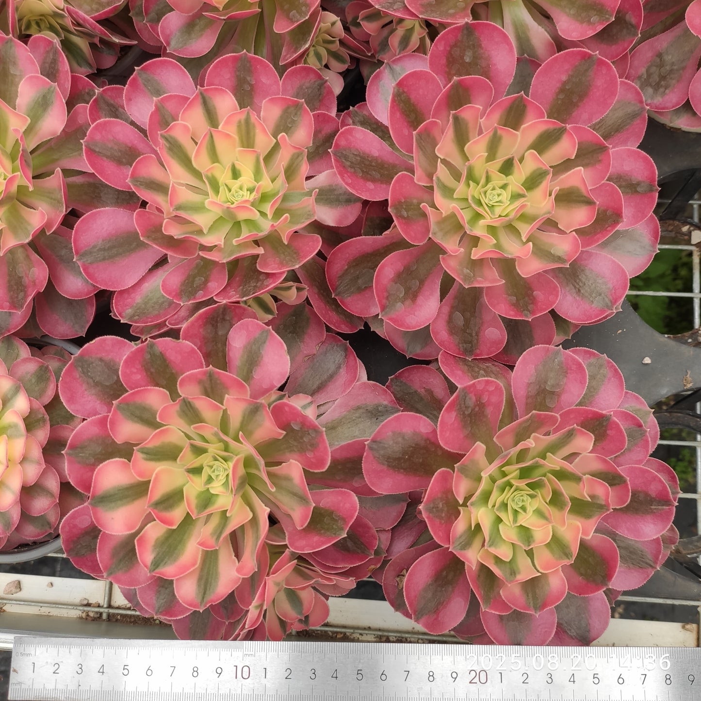 ON643 フラワリー ライフ(12cm pot)