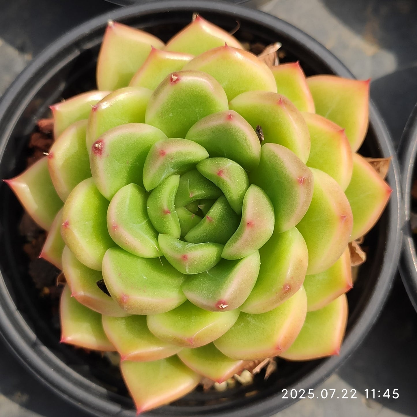RC040 クリア スカイ ジェニー(9cm pot)