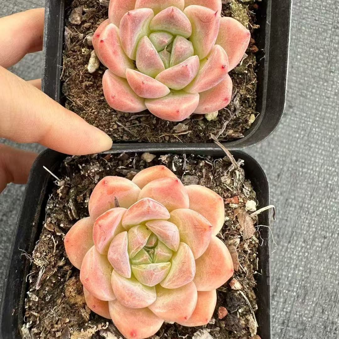 BL2019 アルバー ビューティー(7cm pot)