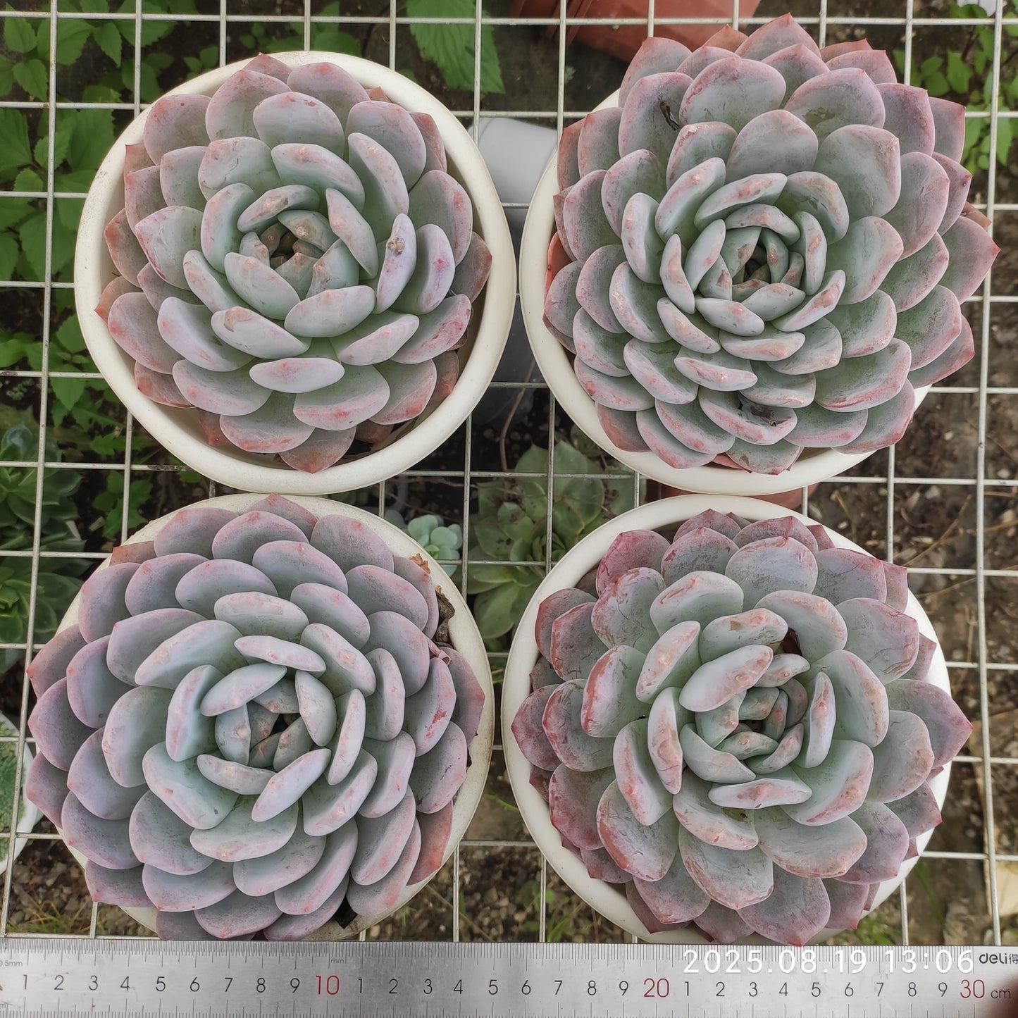 ZAJ052 オレンジモンロー(18cm pot)
