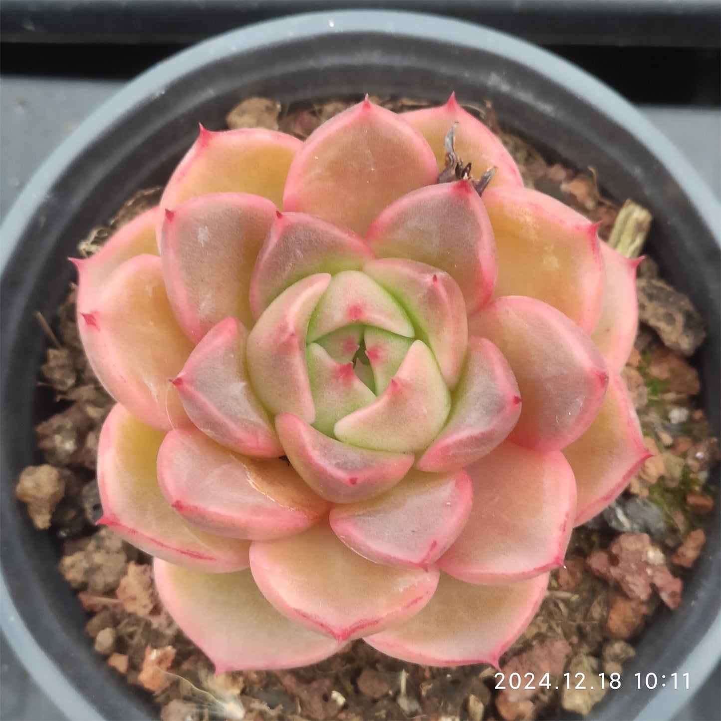 XQ1231 レッド マウンティン (9cm pot)
