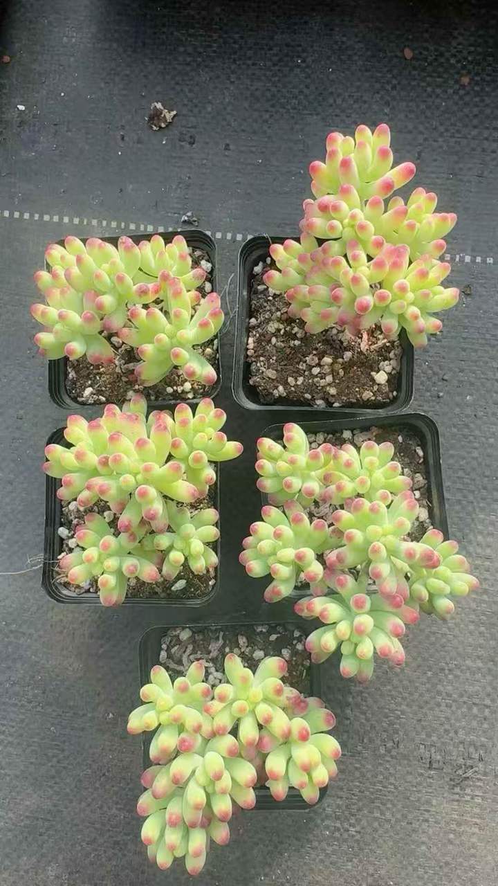 263131 パチフィラム