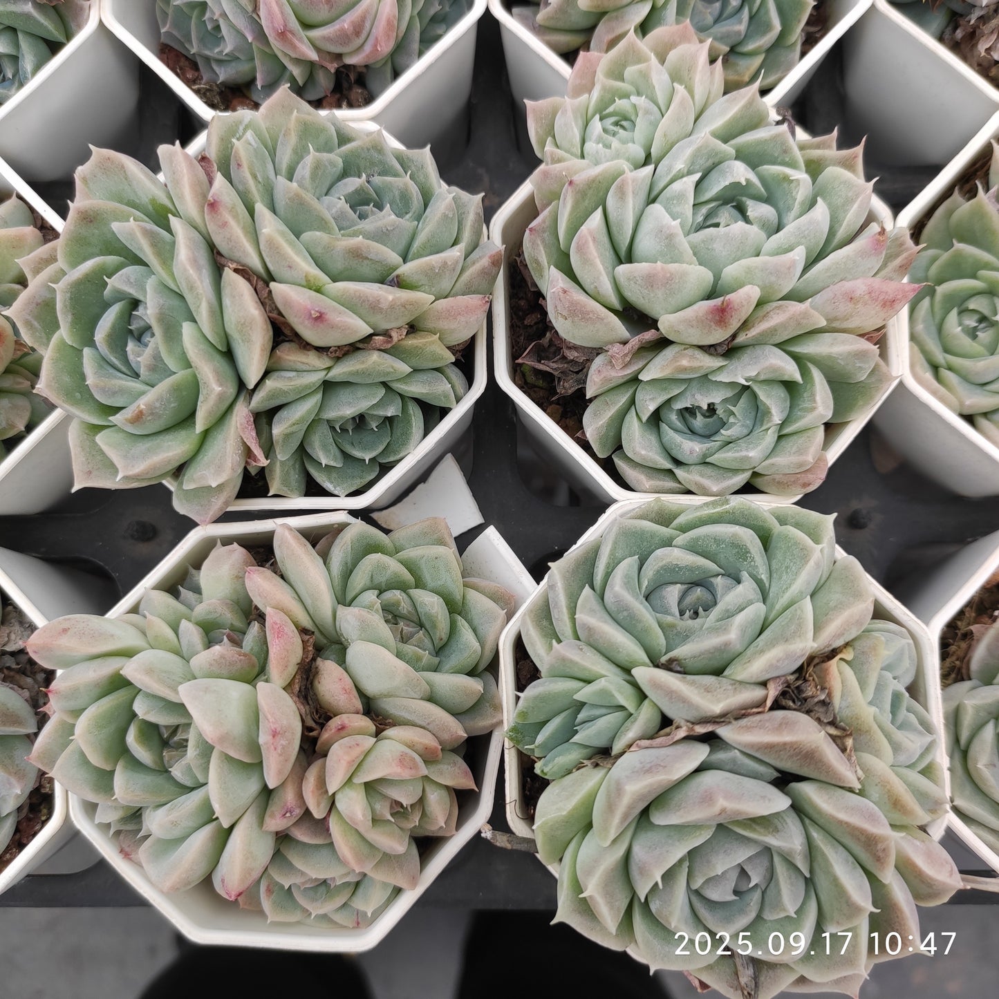 NGN314 クィーン オブ フラワーズ(7cm pot)