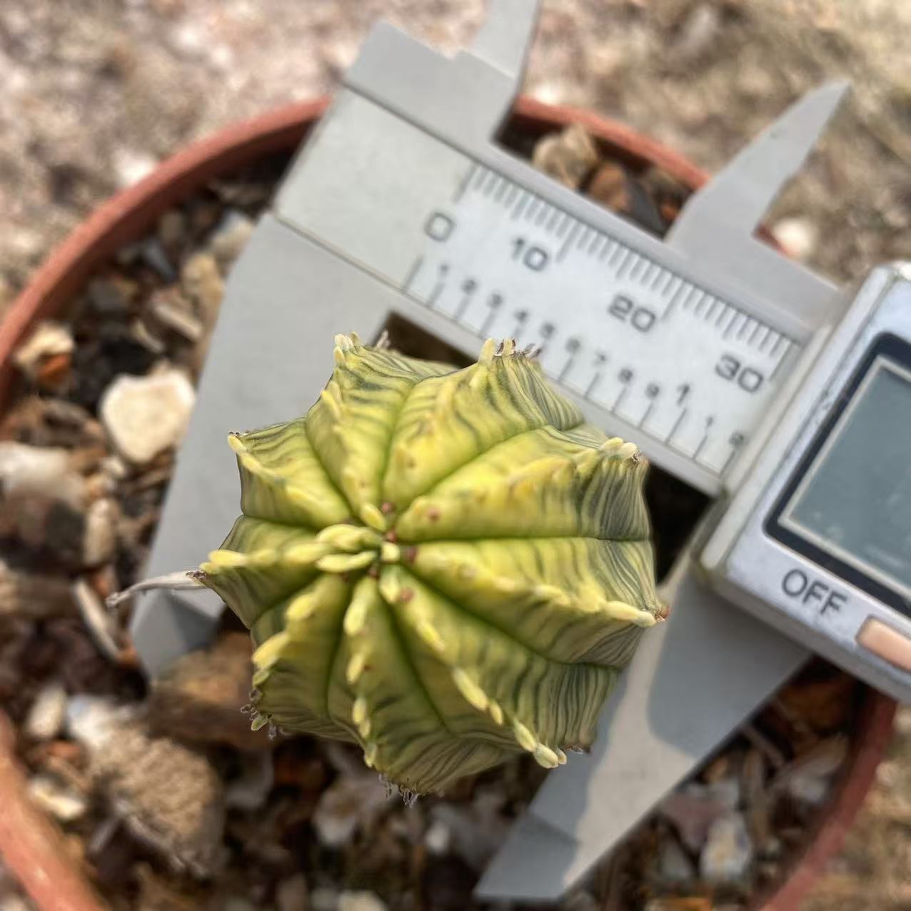 ZL560 オベサ錦(6cm pot)