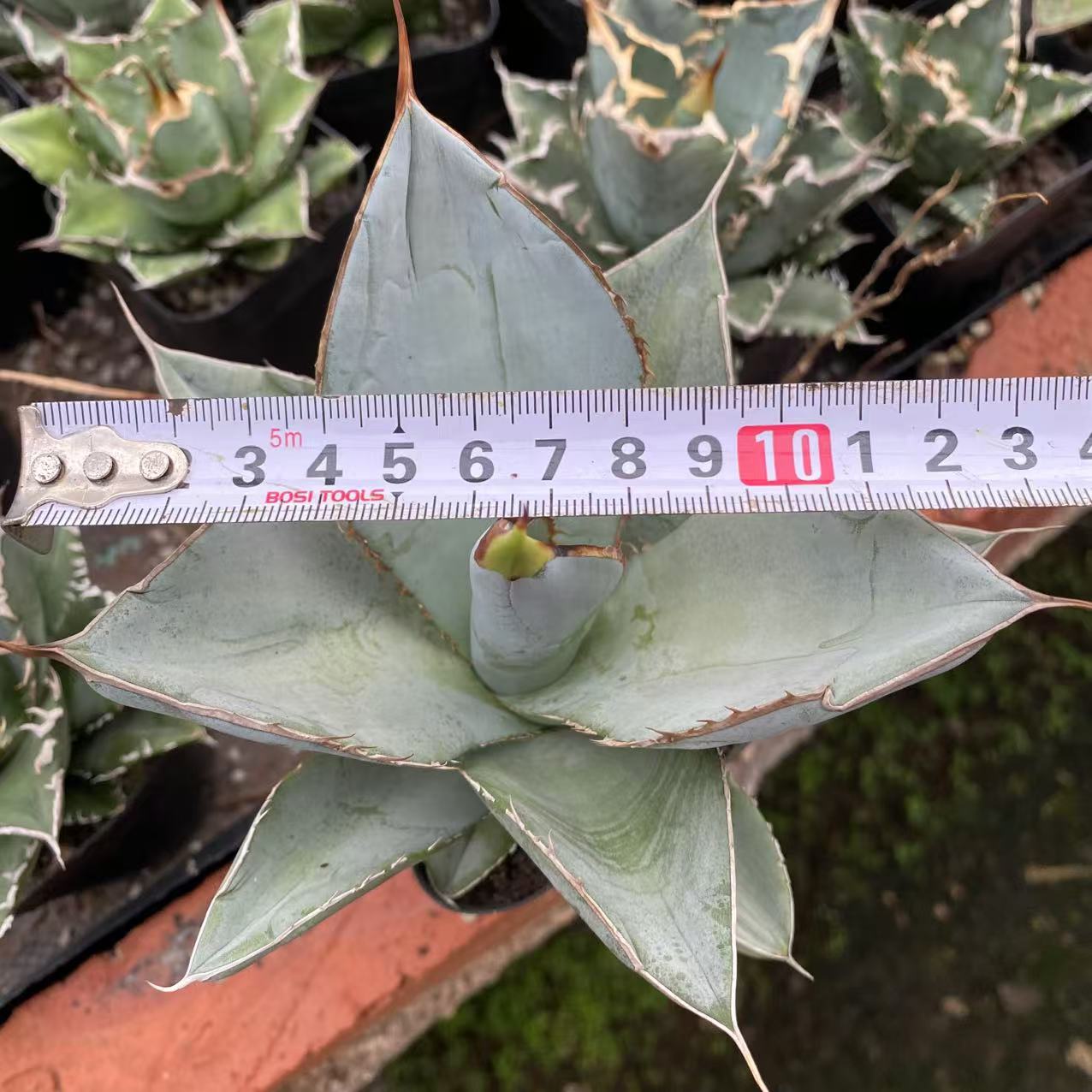 ZL659 ホワイト アイス(13cm pot)