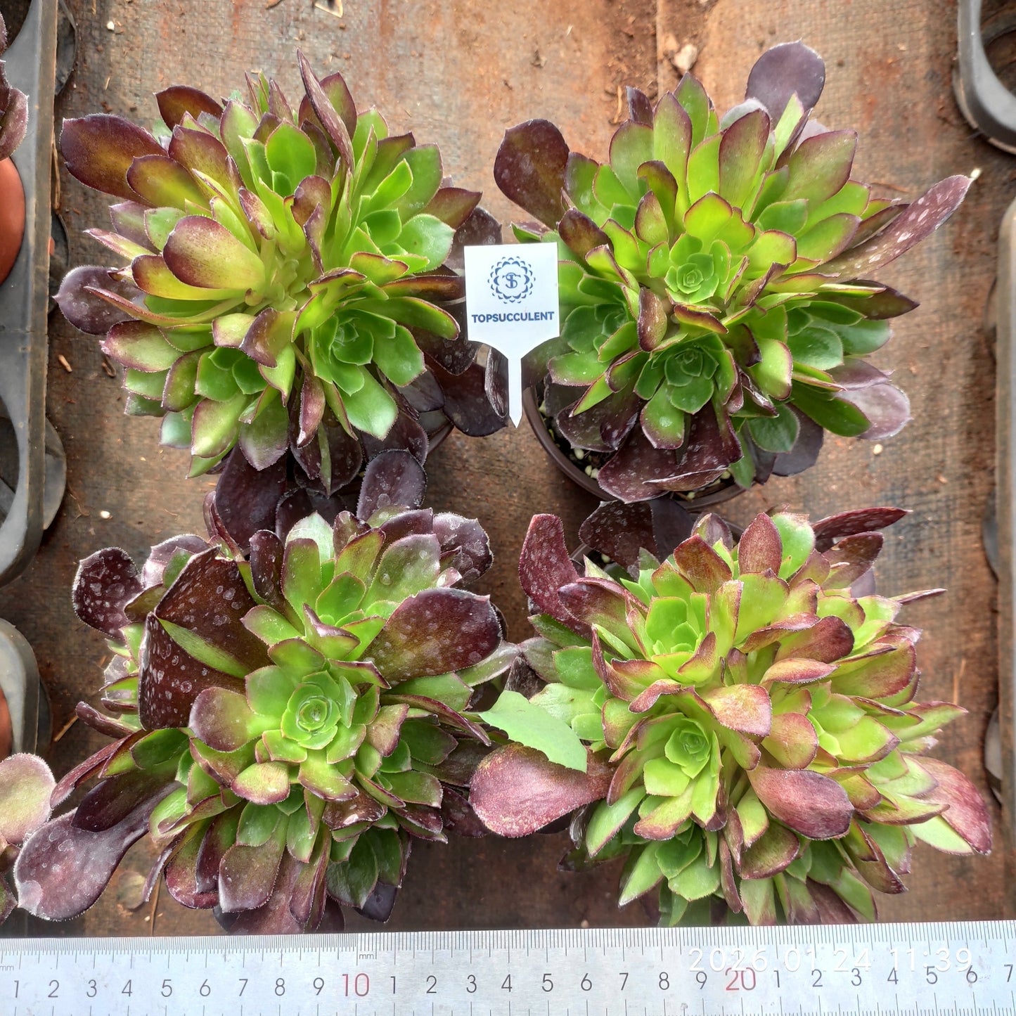 25480 ダッチ ローズ