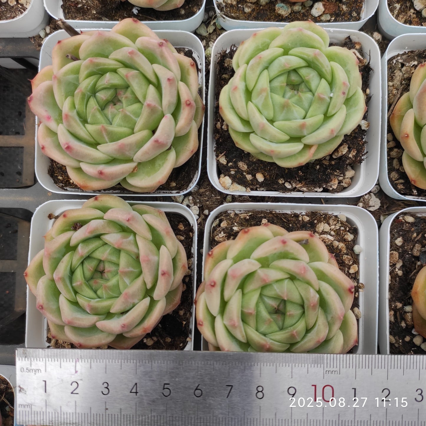 XQ1406 イエロー ピーチ(7cm pot)