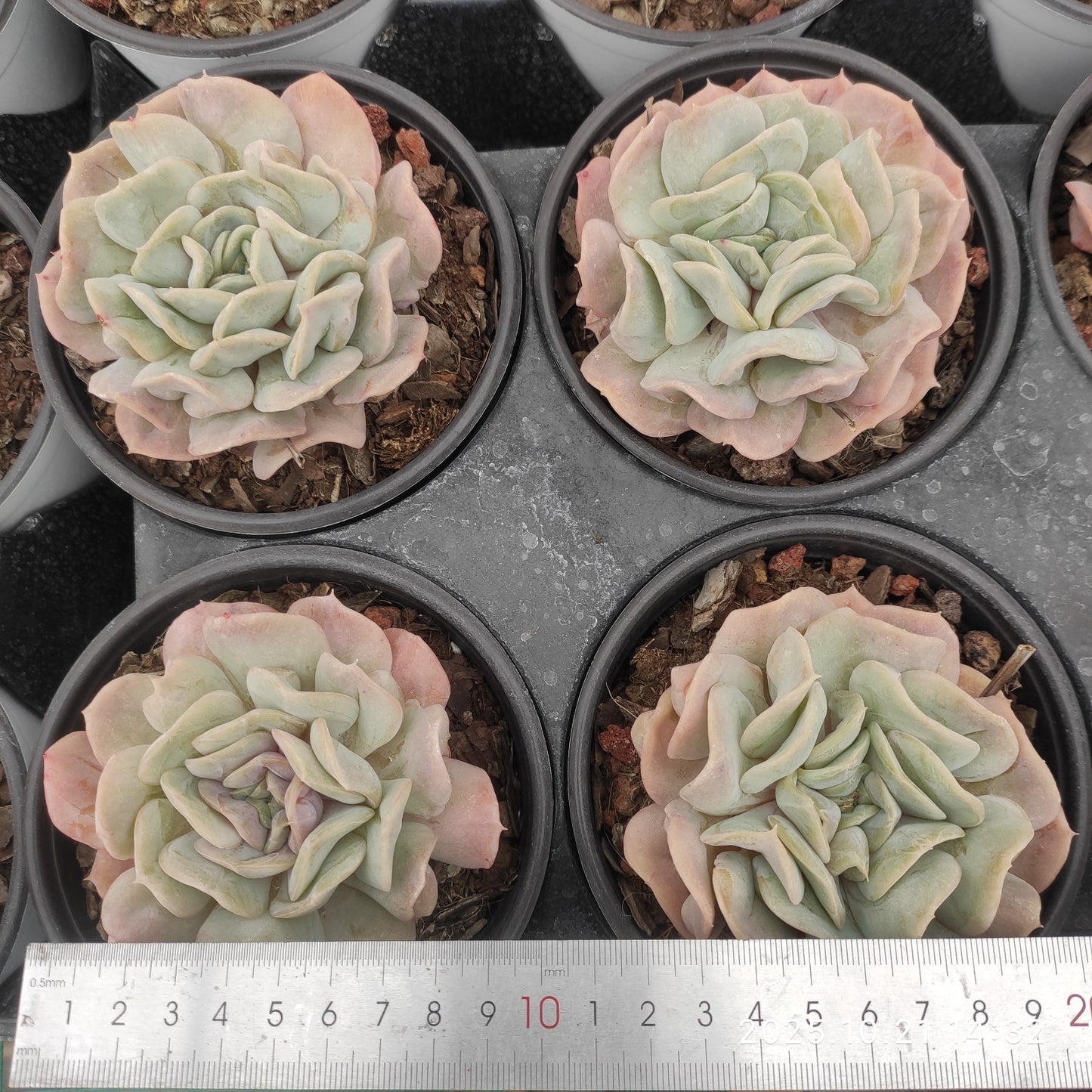 MMY1361 クラウド フェアリー(12.5cm pot)