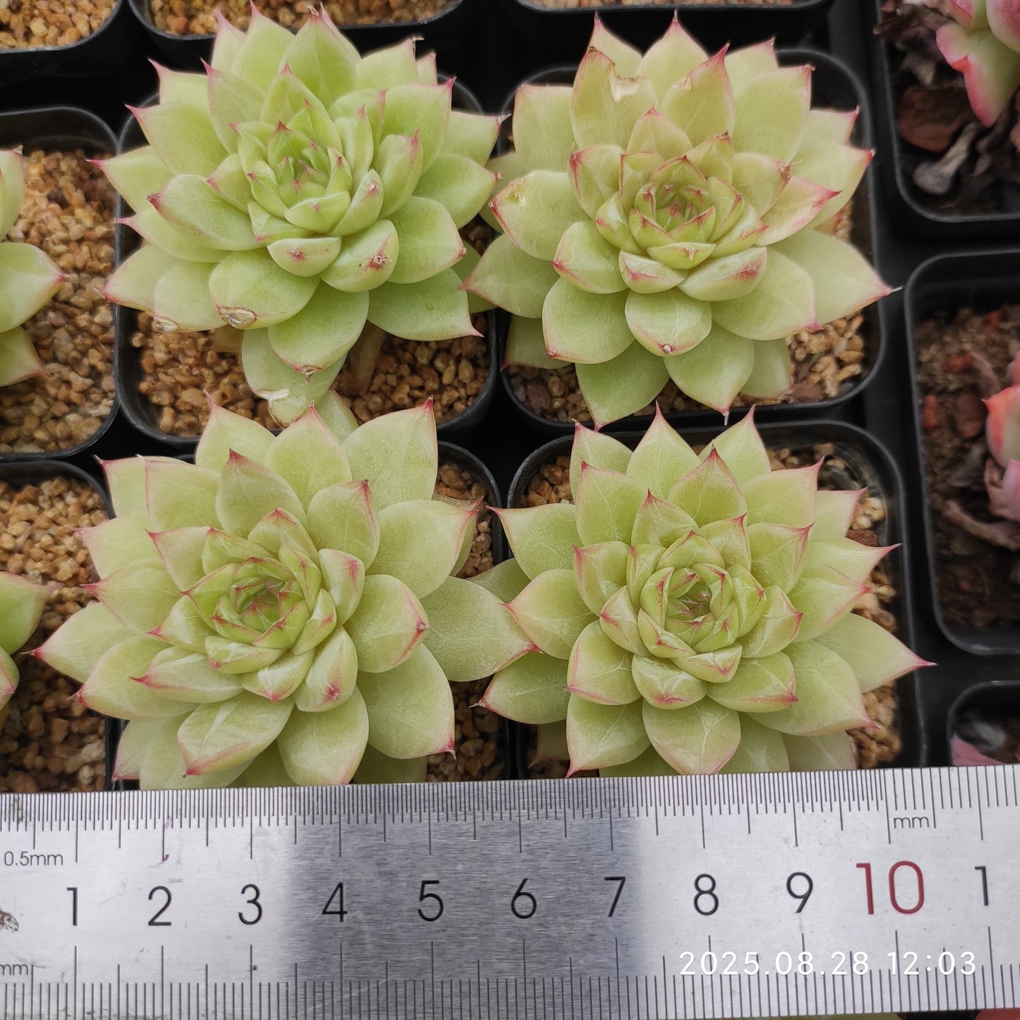 YBB143 エメラルド(5.5cm pot)