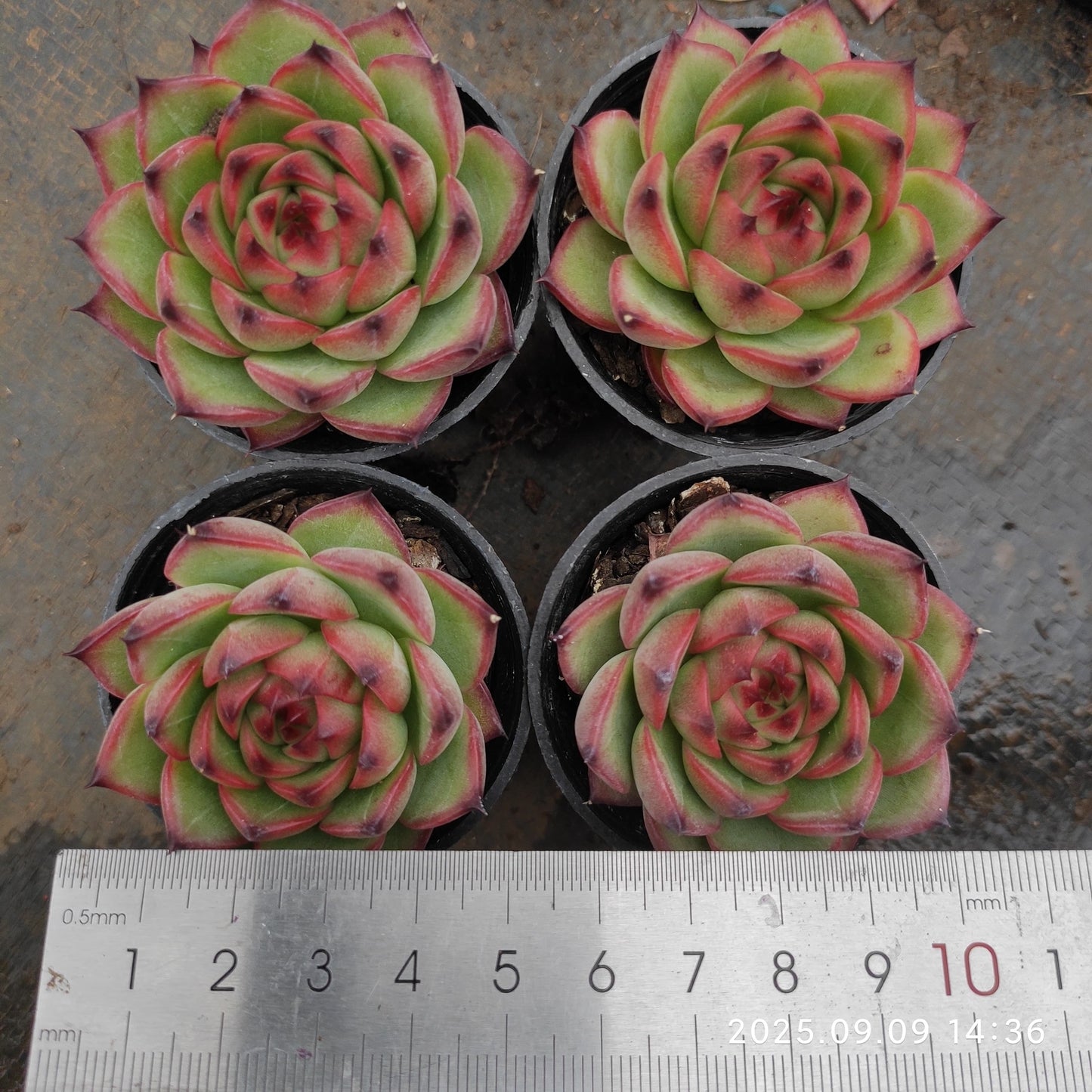 MMT379 ムーンストーン (5.5cm pot)