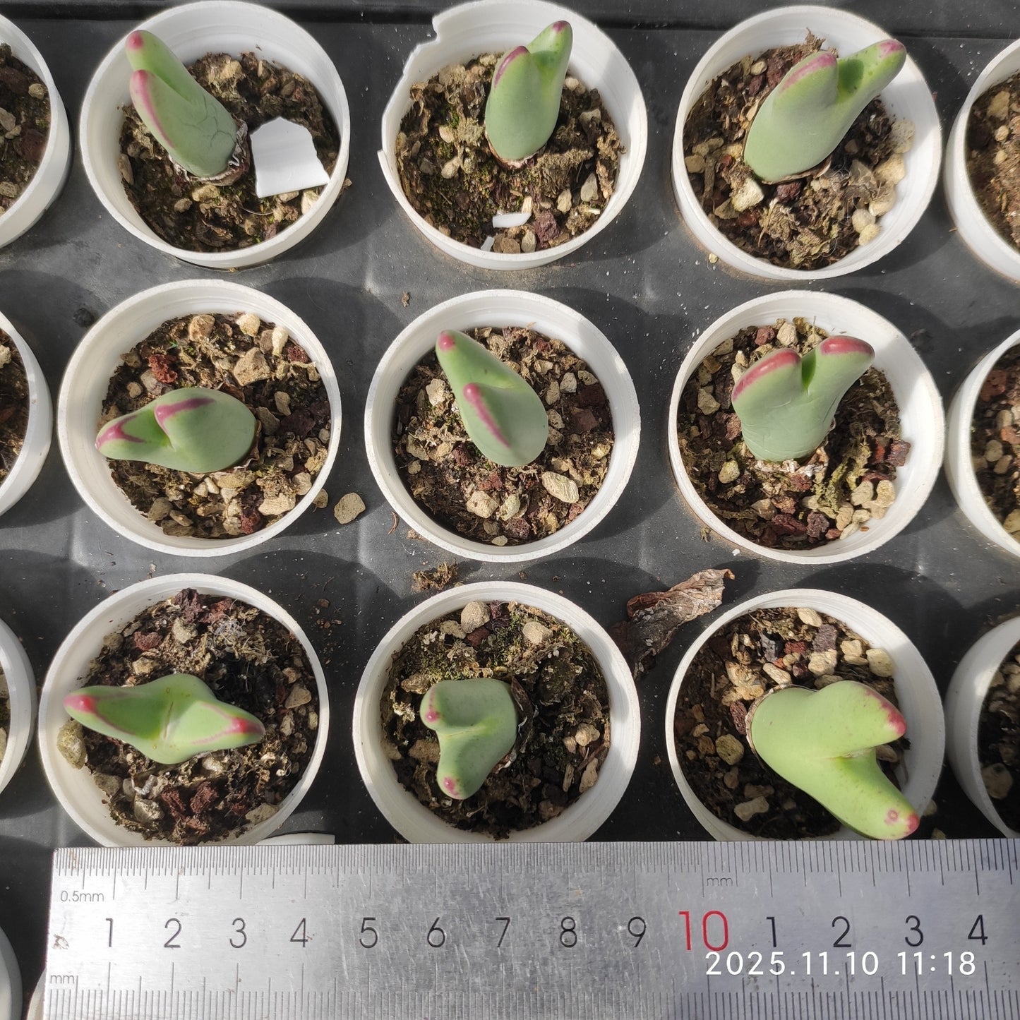 22572 ビロバム(5cm pot)