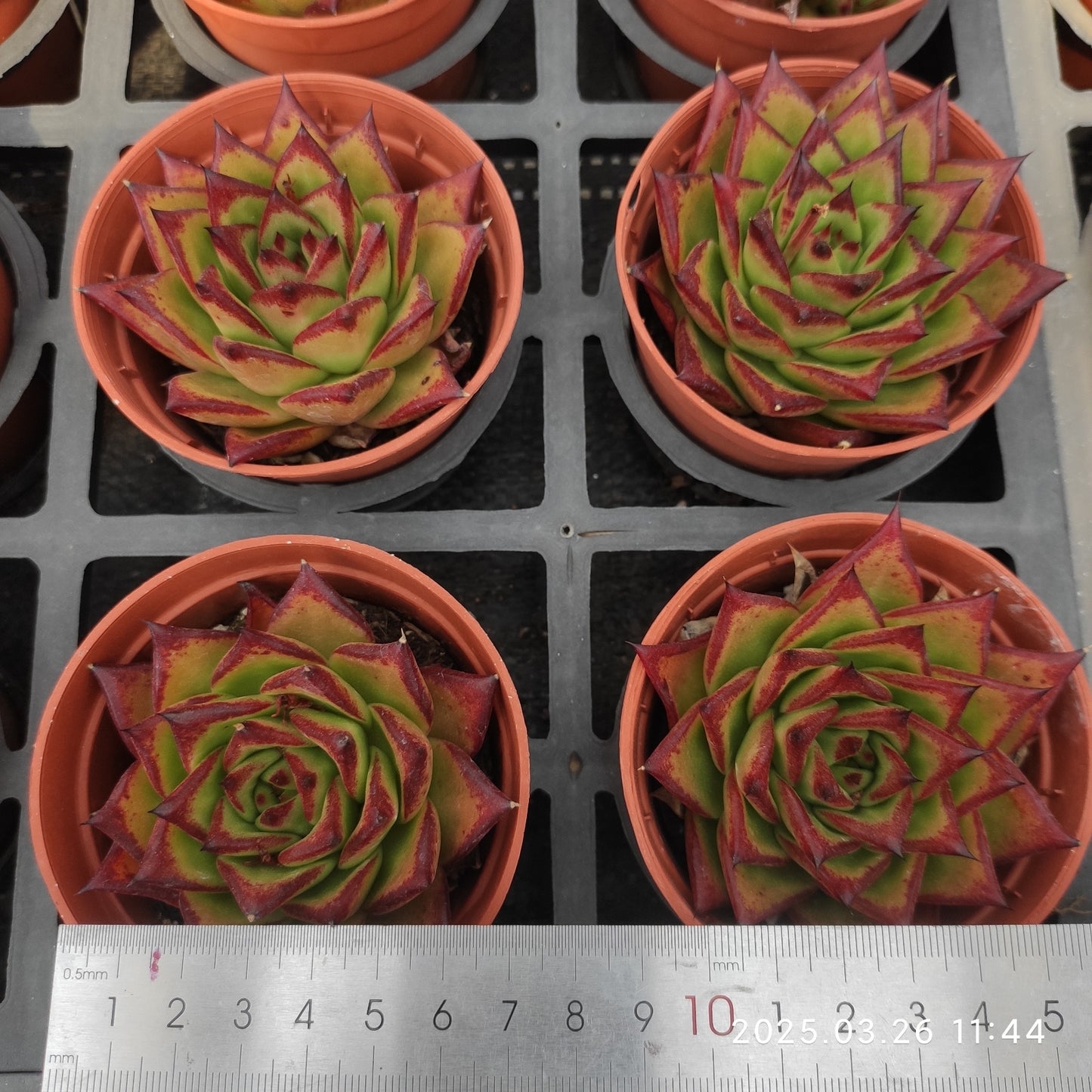 ZXX269 ブロードロメオ(7cm pot)