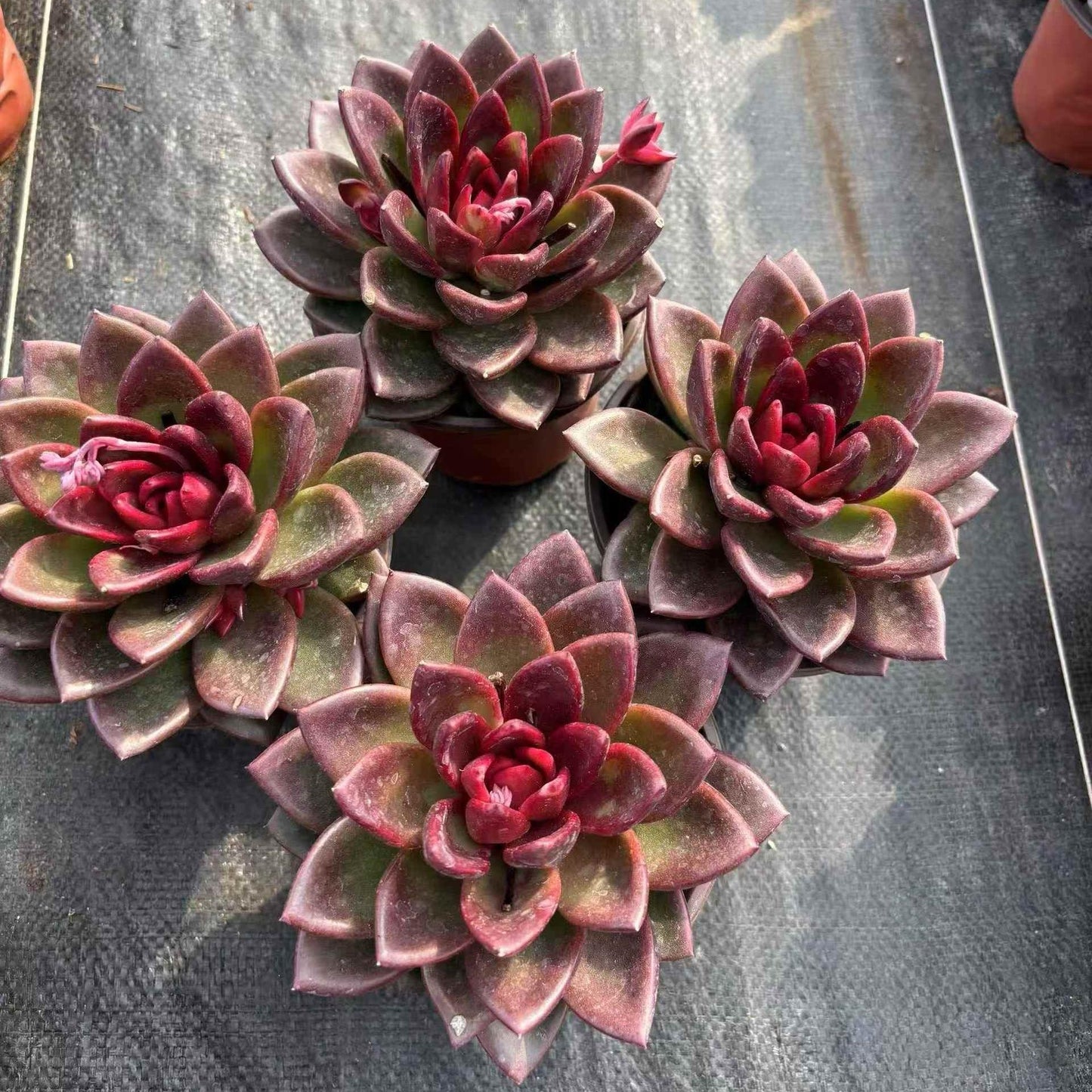 261191 プレンティローズ