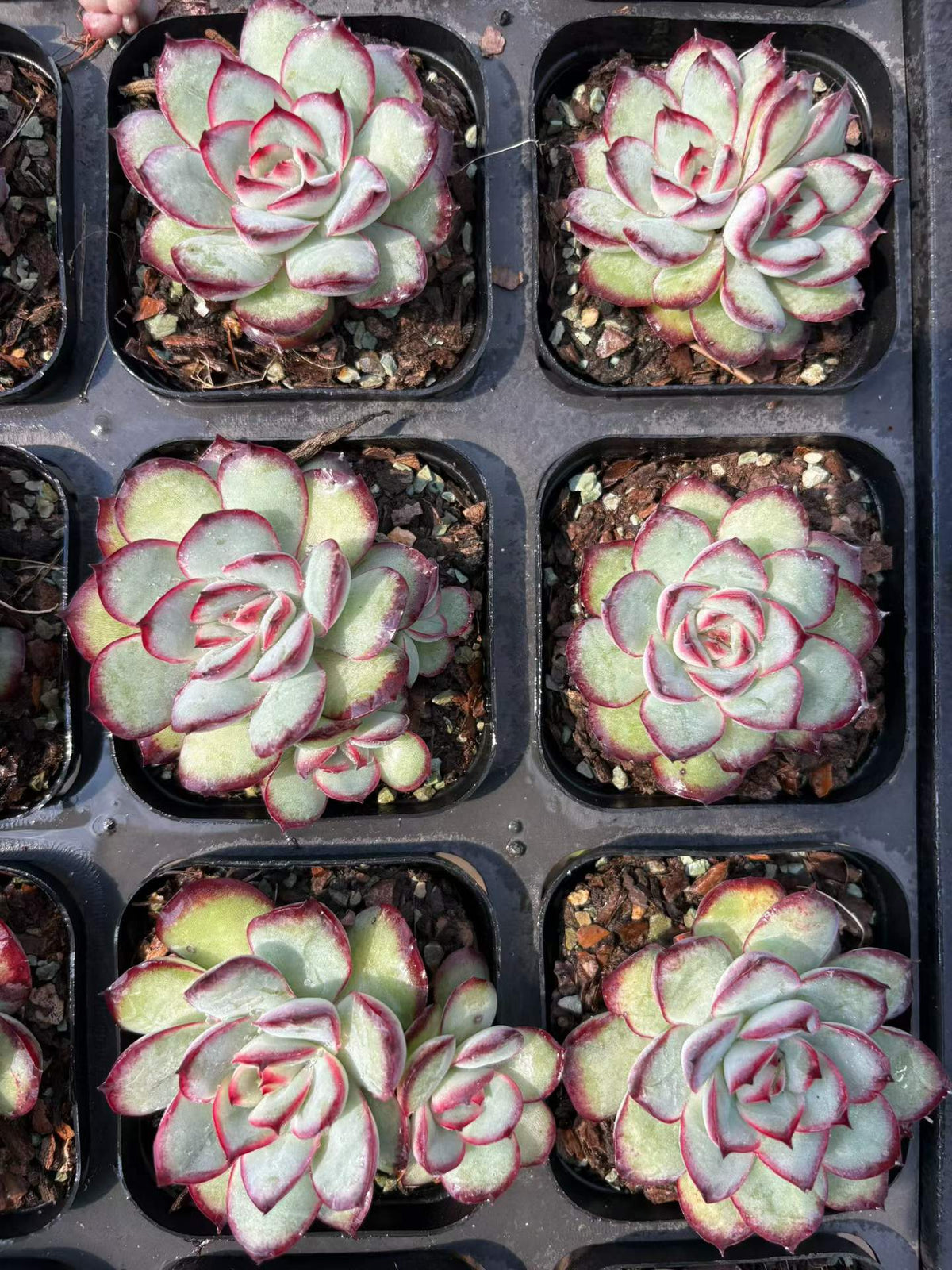 365543 メキシコプリドニス