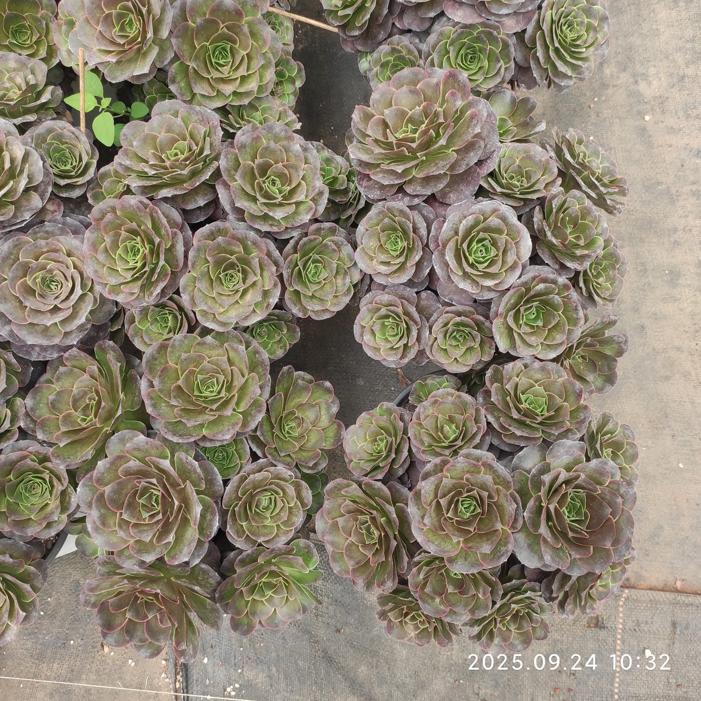 ON454 チャーム ゴールド(18cm pot)