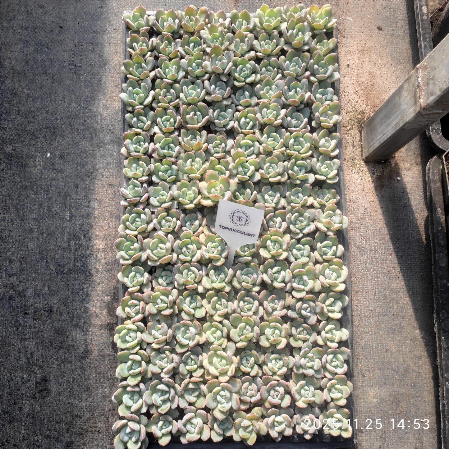 220601 ブレランド(3cm pot)(ポット苗)