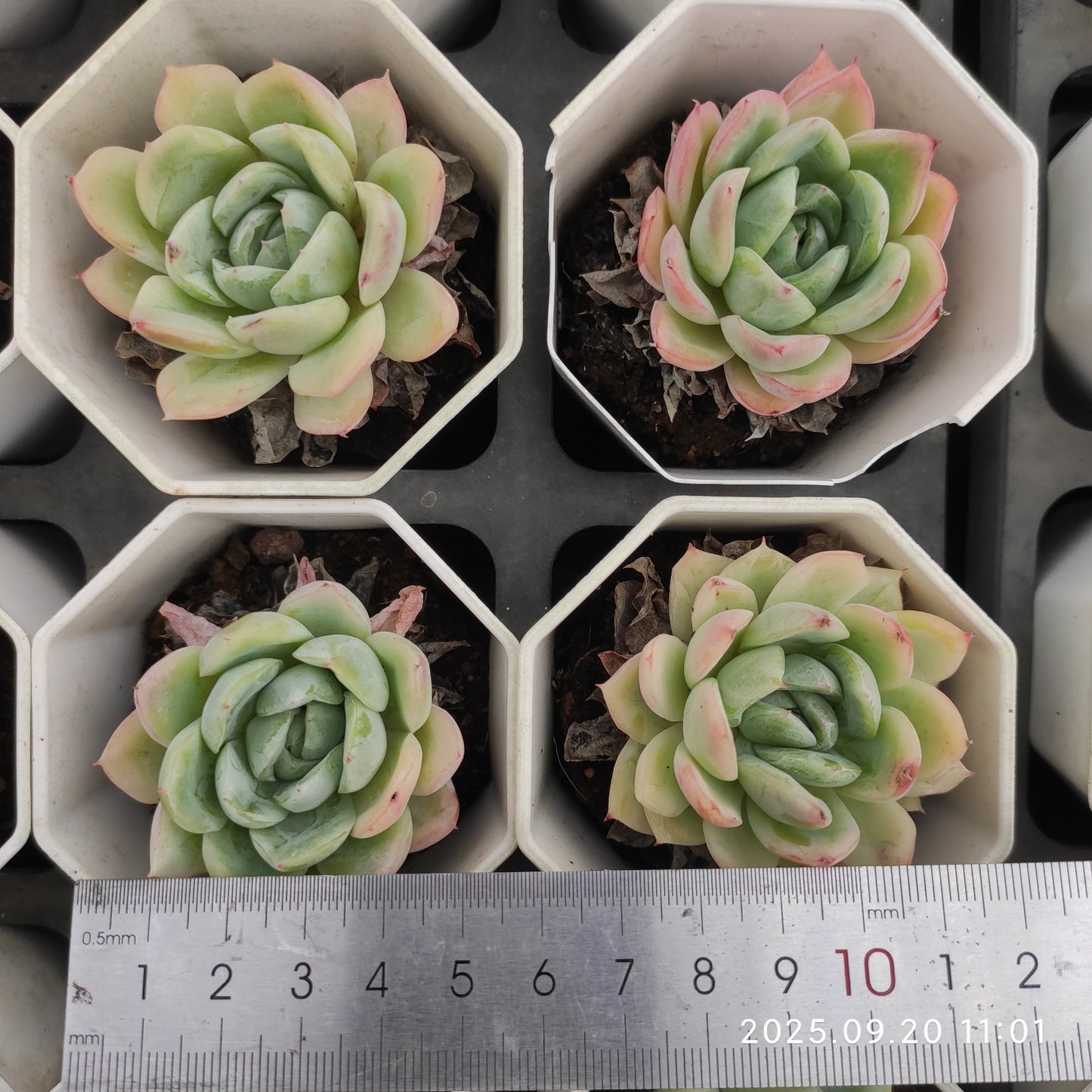 DQ078 オリジナル ブルー サプライズ (7cm pot)