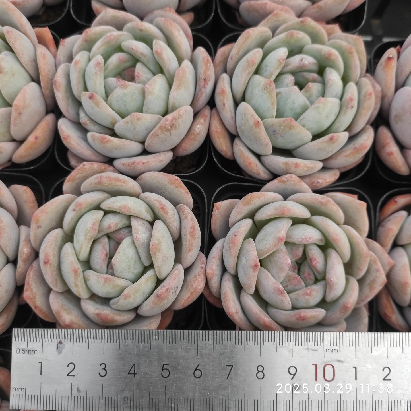 MMT609 オレンジモンロー (7cm pot)
