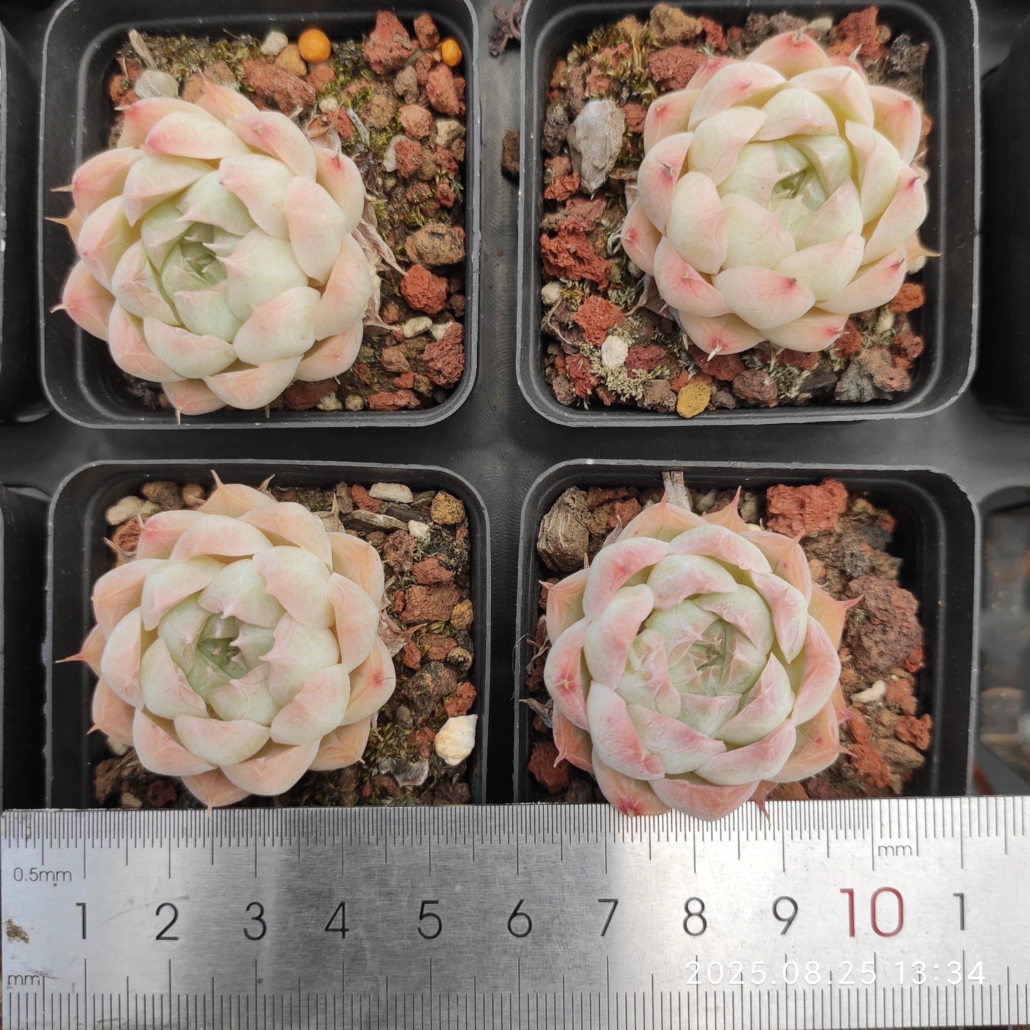 WWA399 マルガンHyb(5.5cm pot)