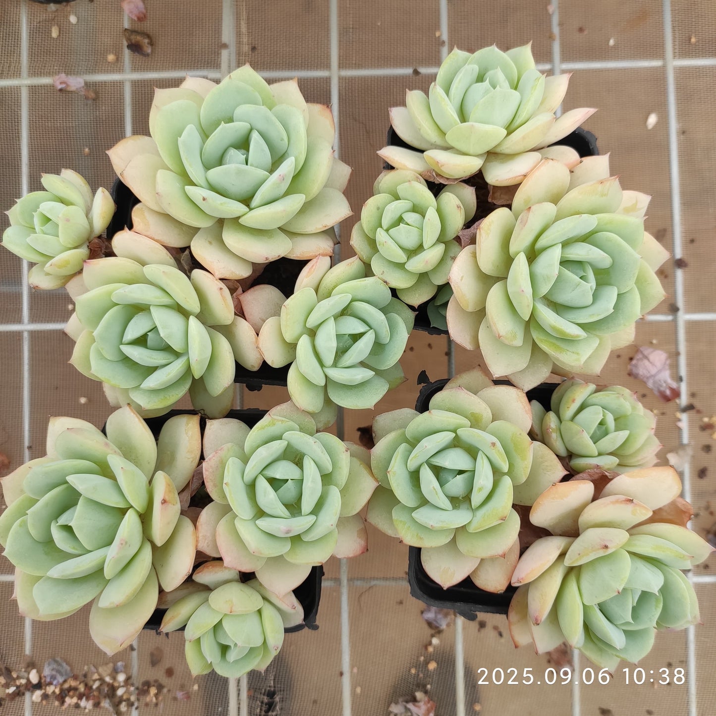 RC169 ラブチューン(7cm pot)
