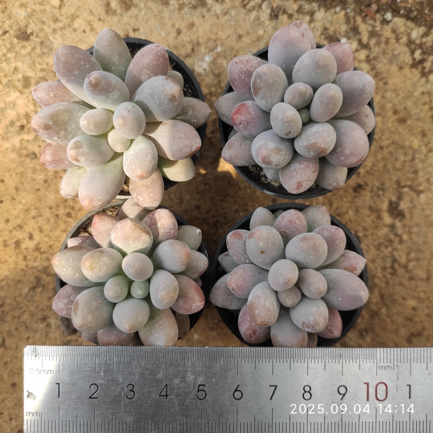 MMY1244 ピンクラバー(5.5cm pot)