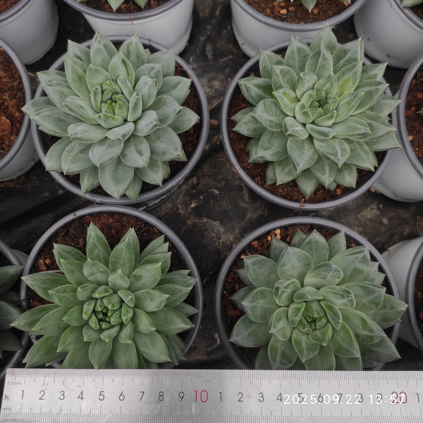 LB057 ブルー アンド ワイト(7cm pot)