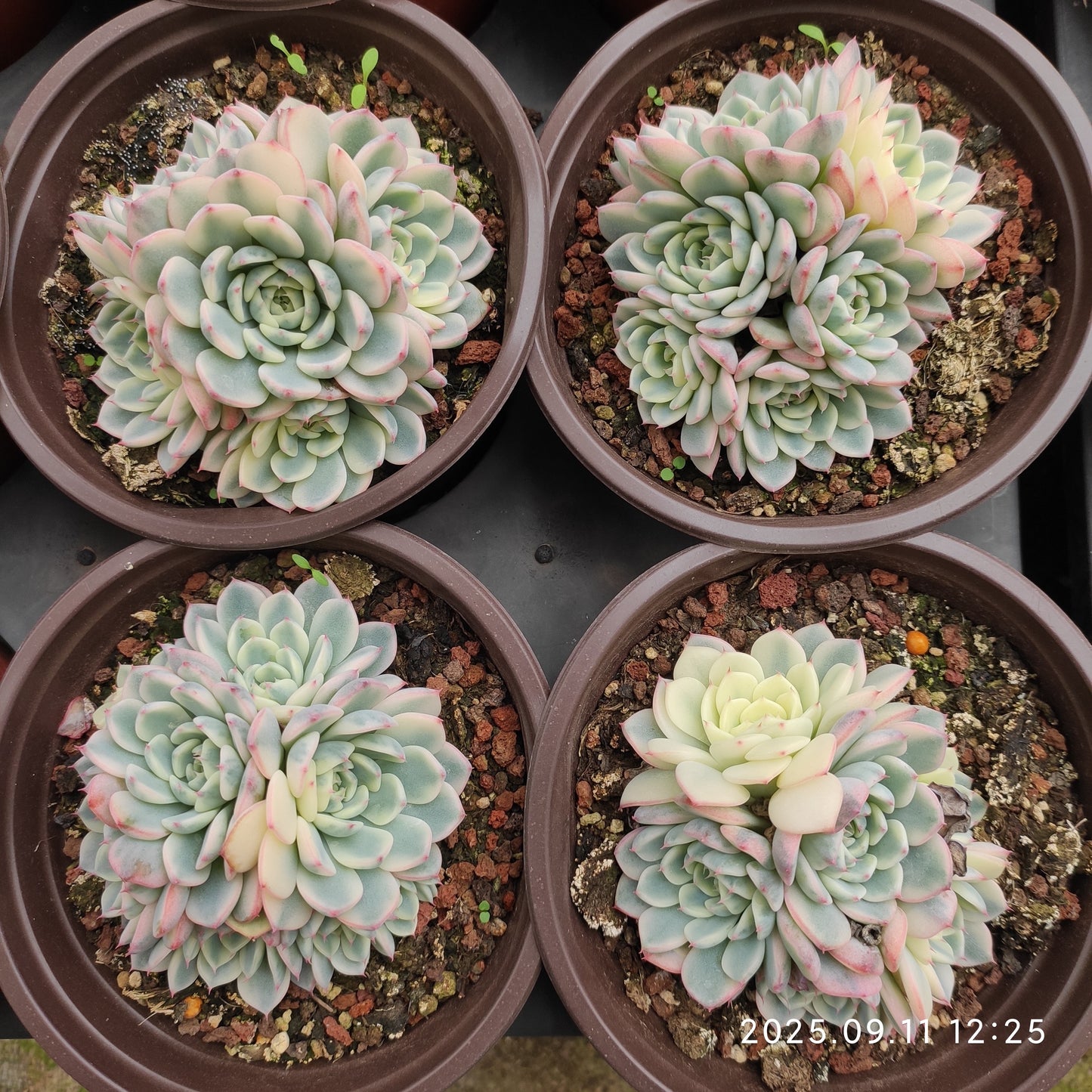 THH061 ホワイトミニマ錦(12cm pot)