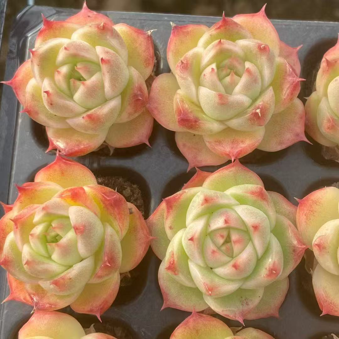 23525 スモーク サンド(3cm pot)