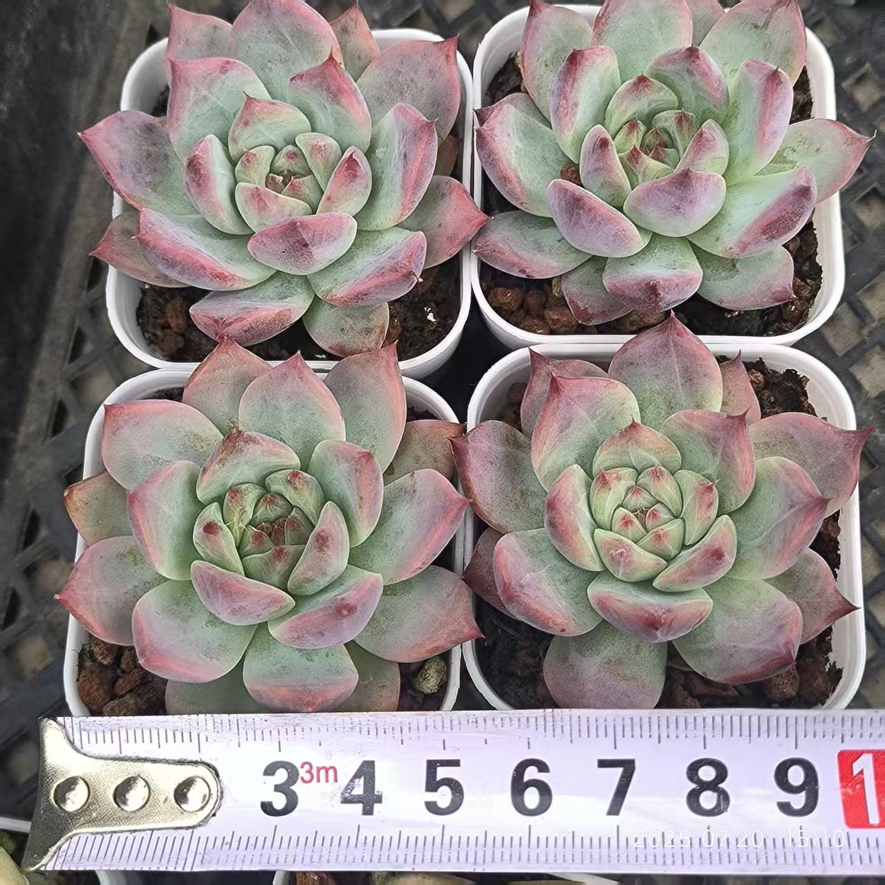 DDX079 ワイルドコロラータ (6.5cm pot)