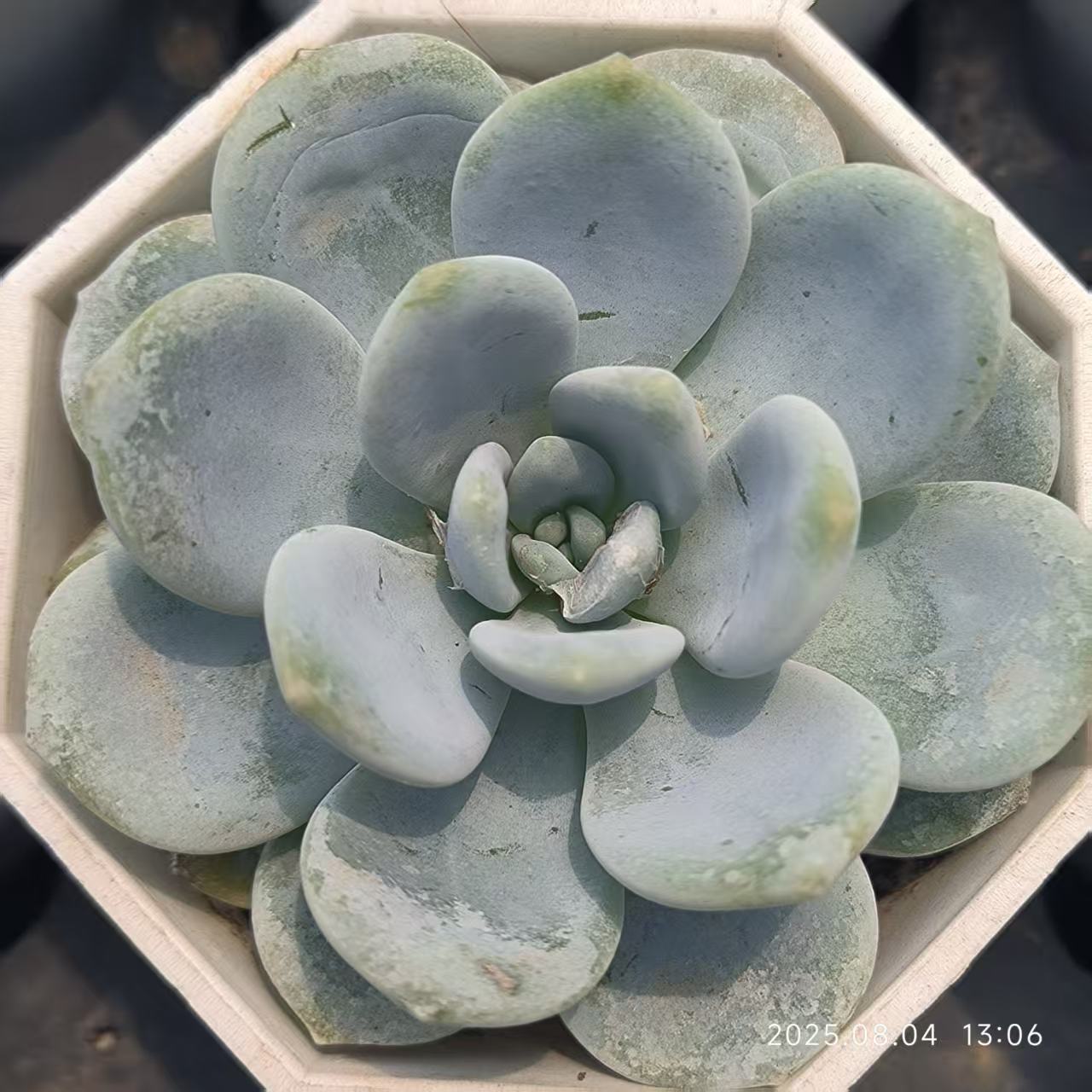 XS723 ゴールドブーケ (6.5cm pot)