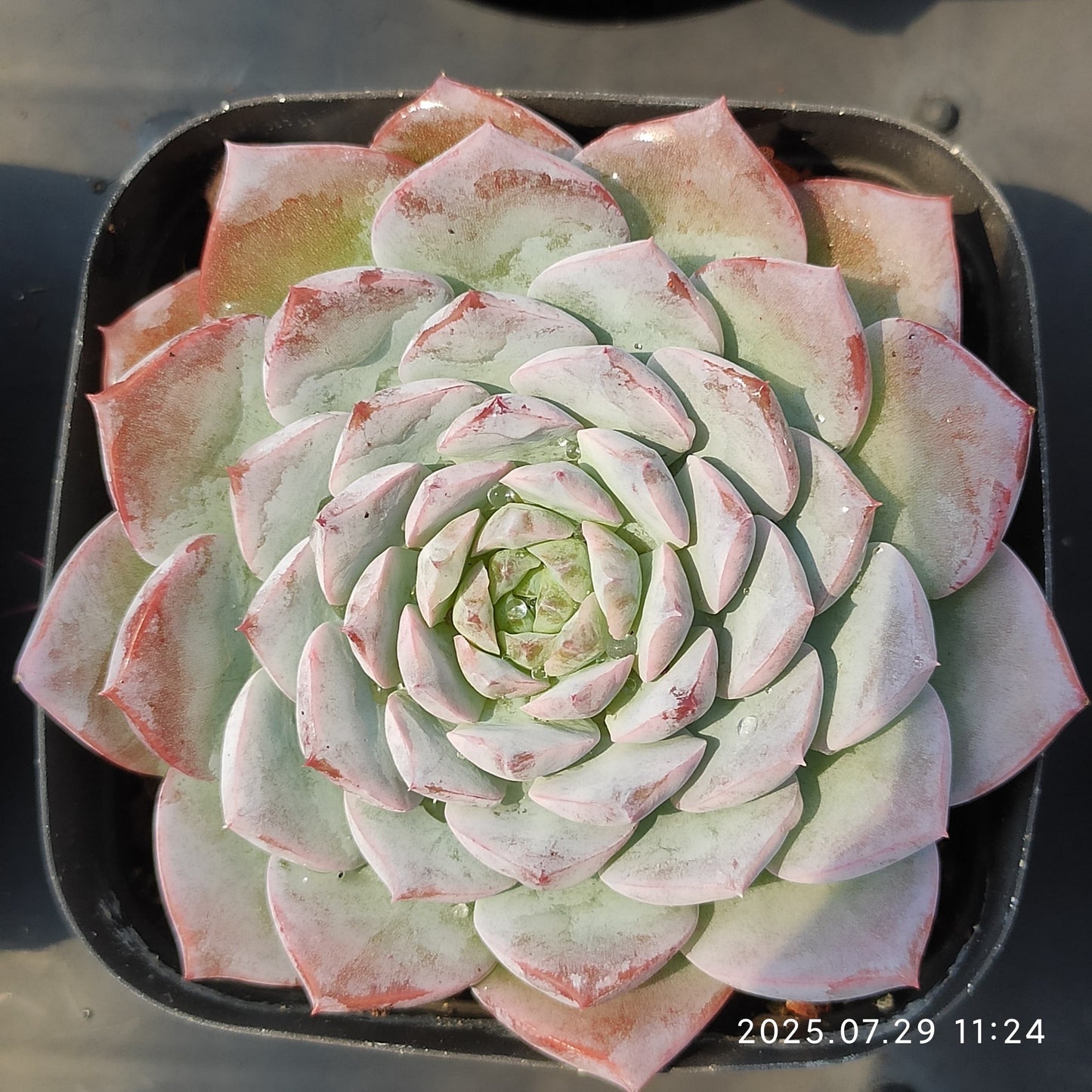 ZZA108 アメイジンググレイス (7cm pot)