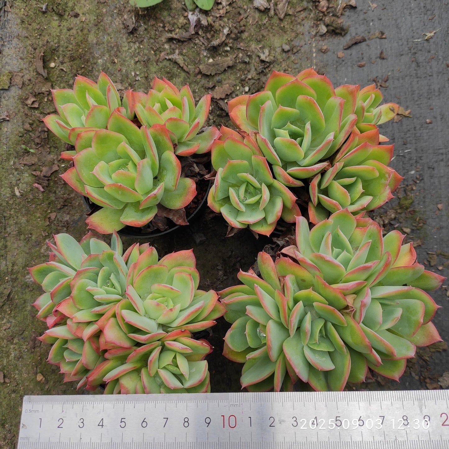 ZZA311 ルエラ(11cm pot)