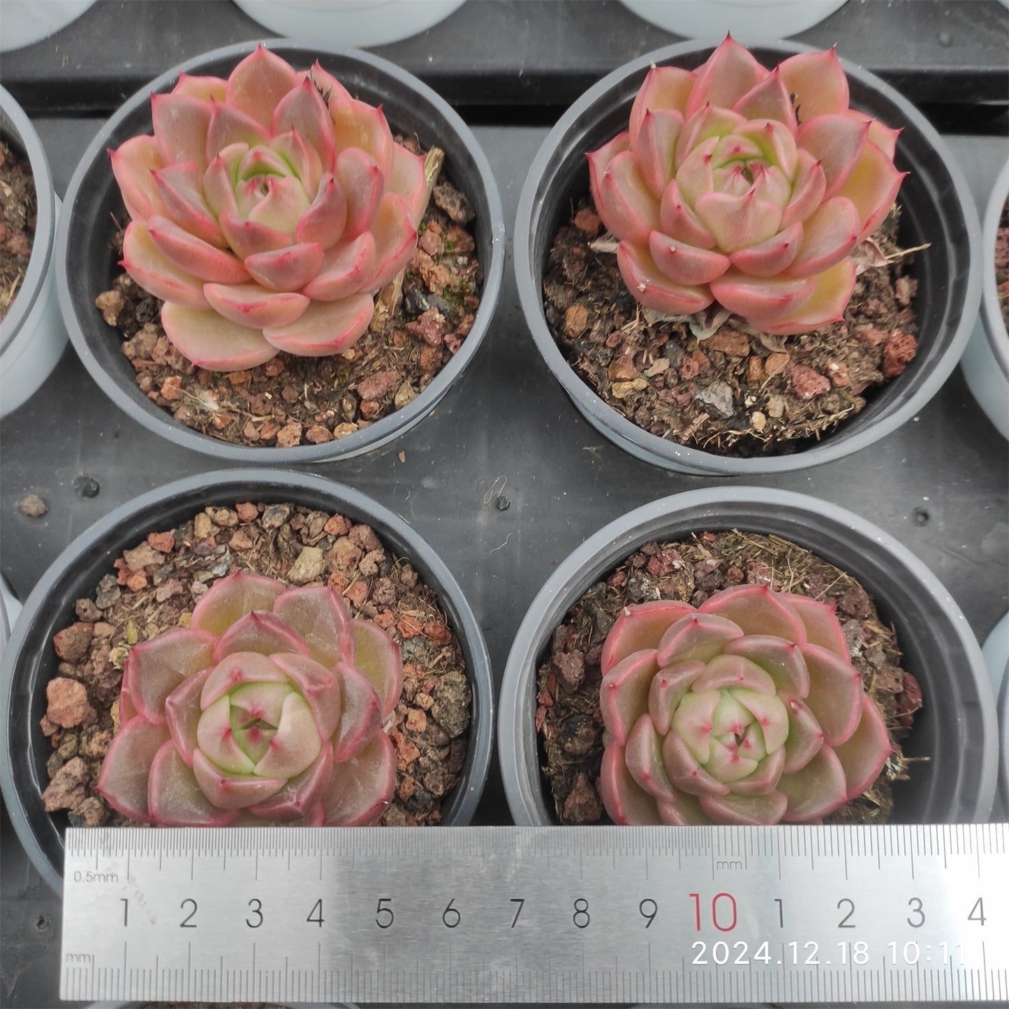 XQ1231 レッド マウンティン (9cm pot)