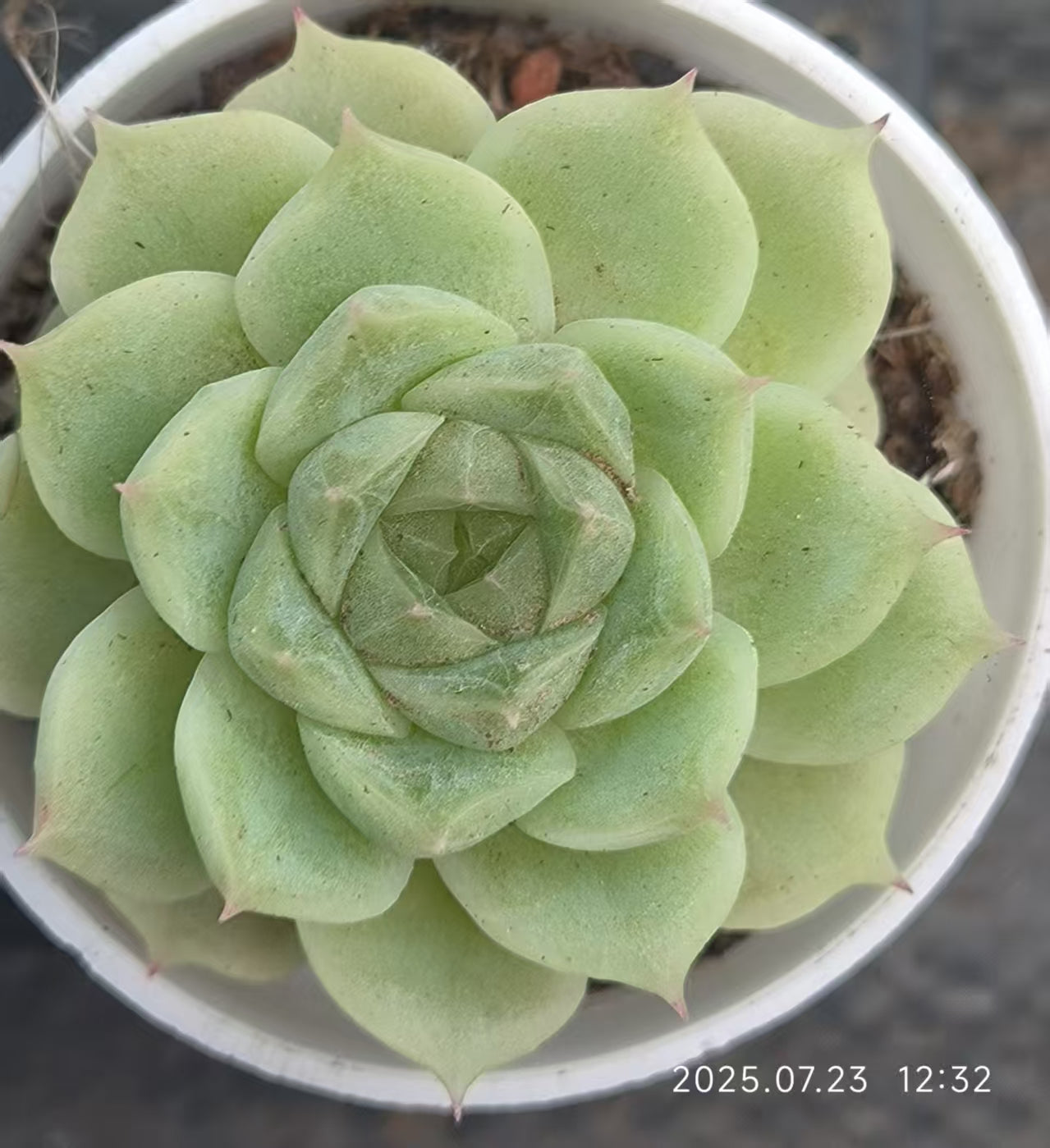 XL082 ホワイトソーダ(5cm pot)