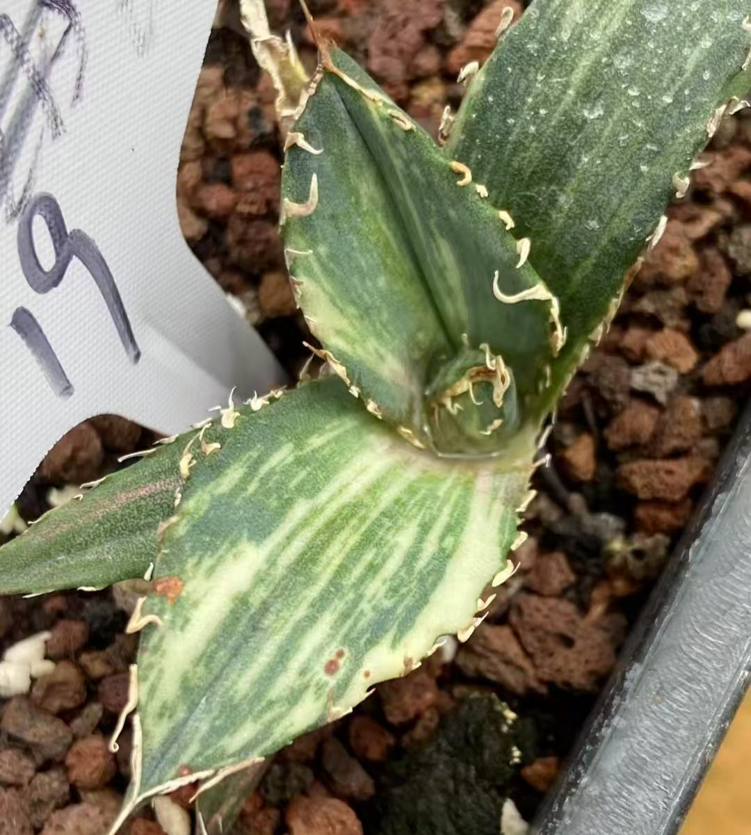 MH299 アガベ 白鯨稿斑(はくげい こうはん)(7cm pot)