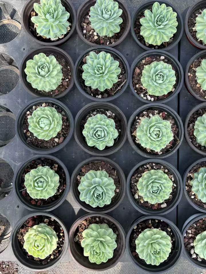 T26522 アエオニウムフェニックス錦