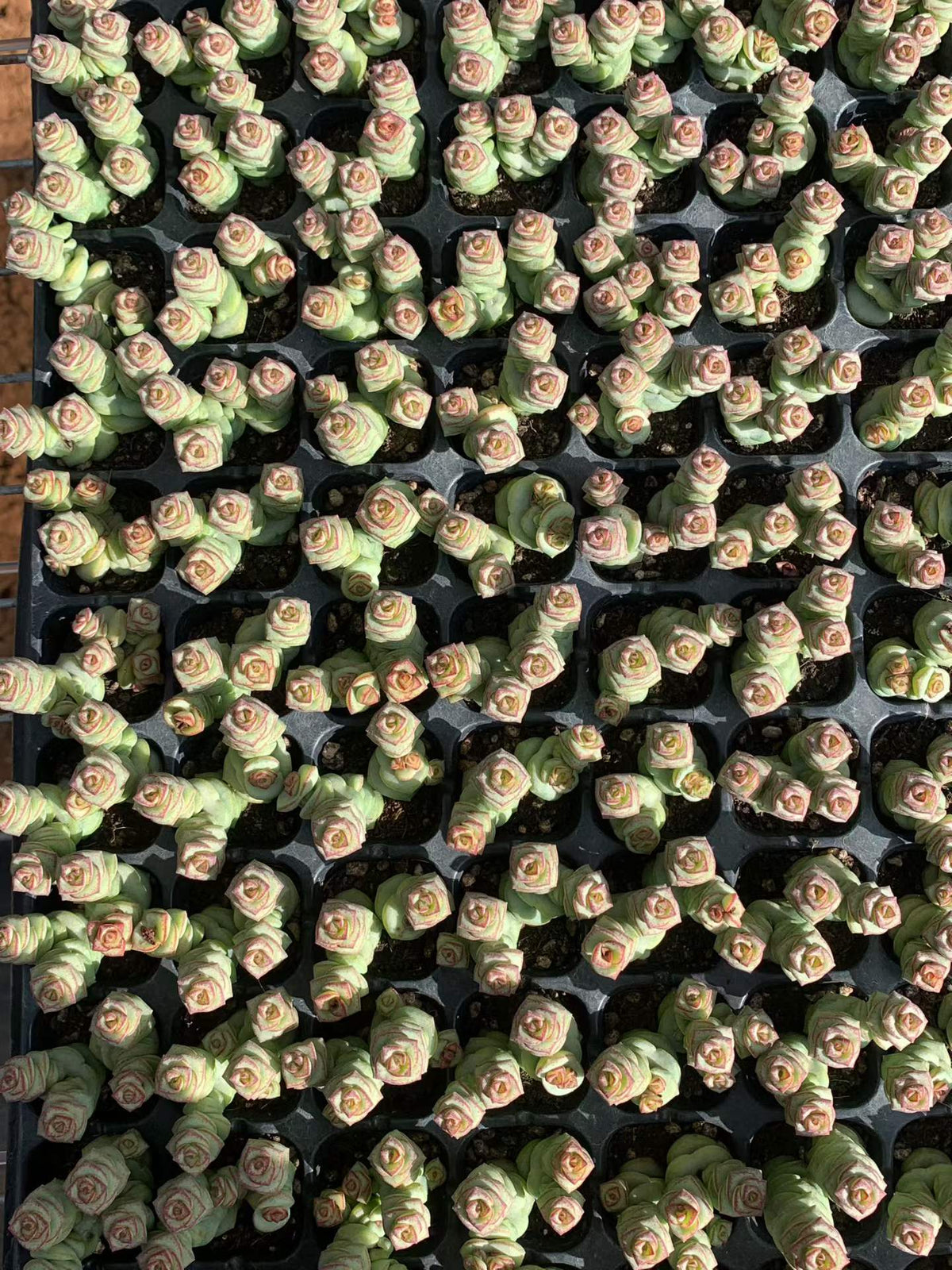 363087 パーフォーラッター