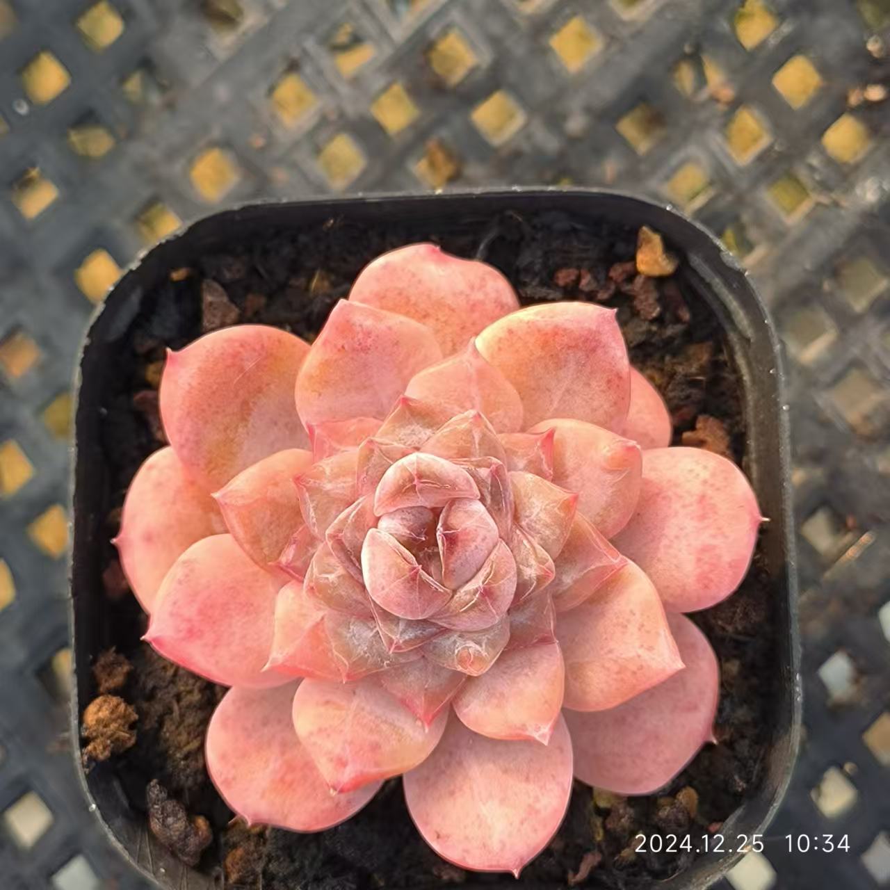 LG774 スモールベルト (6.5cm pot)
