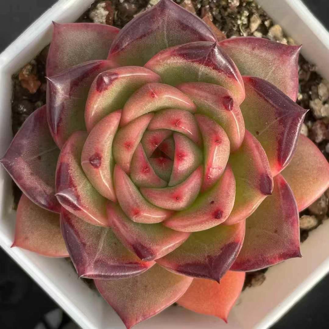 BL1635 スポット エッジ(7cm pot)