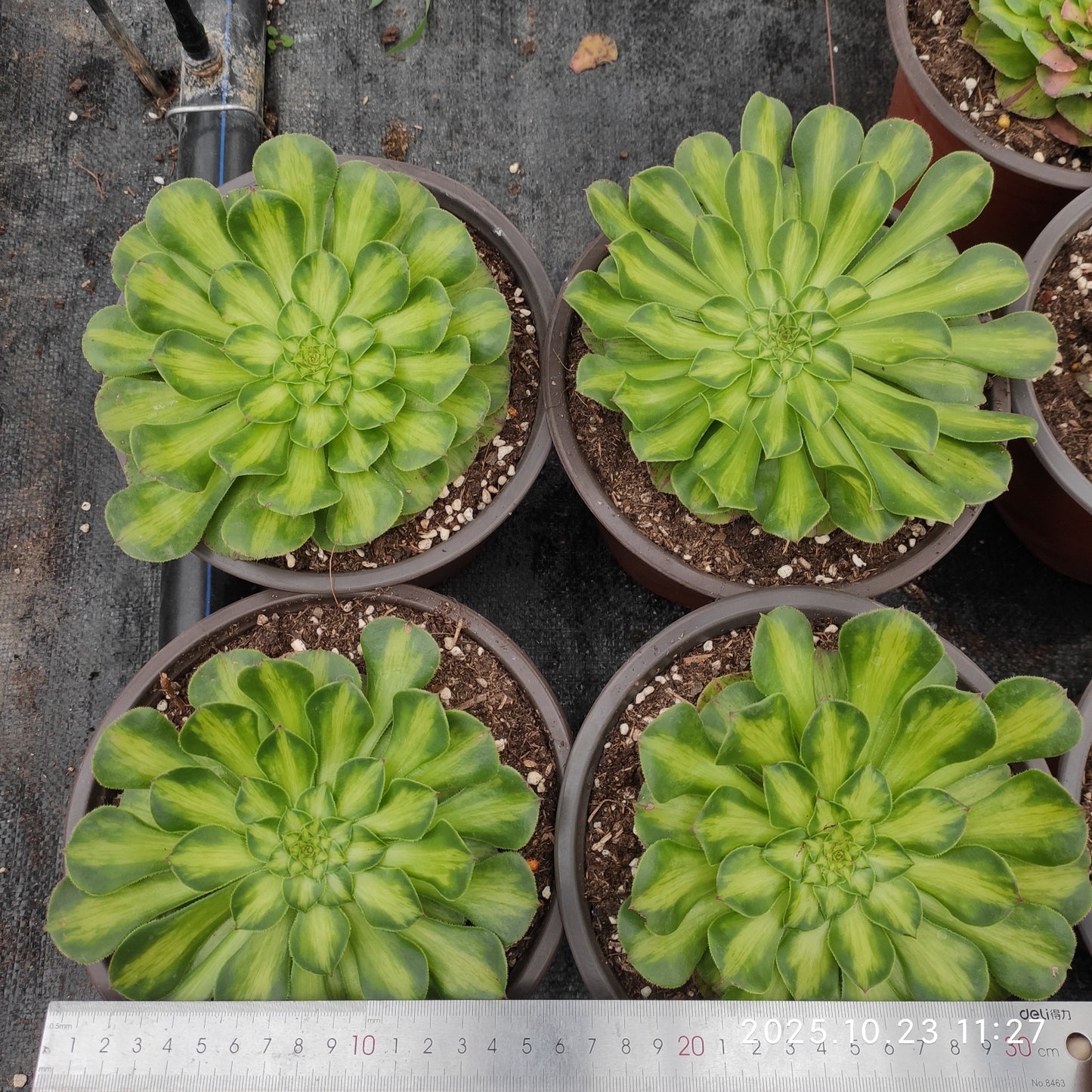 THEH033 ノー(12cm pot)