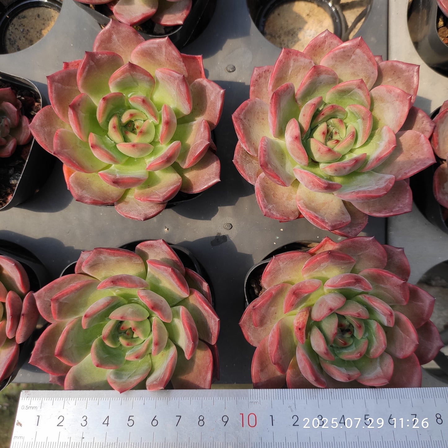 ZZA214 とグリーンピンク(7cm pot)