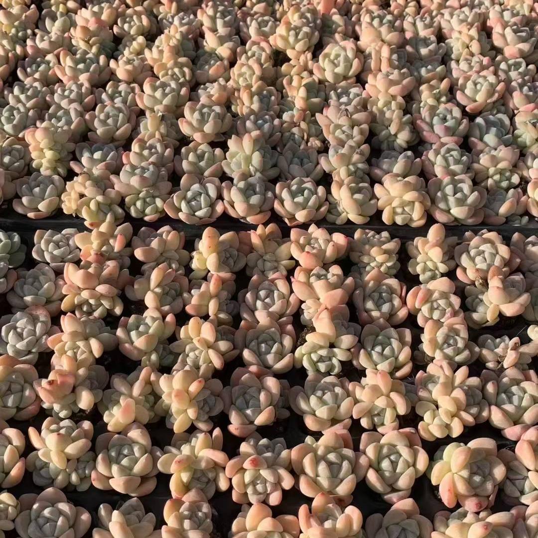 23449 アイスグリーン(3cm pot)(ポット苗)