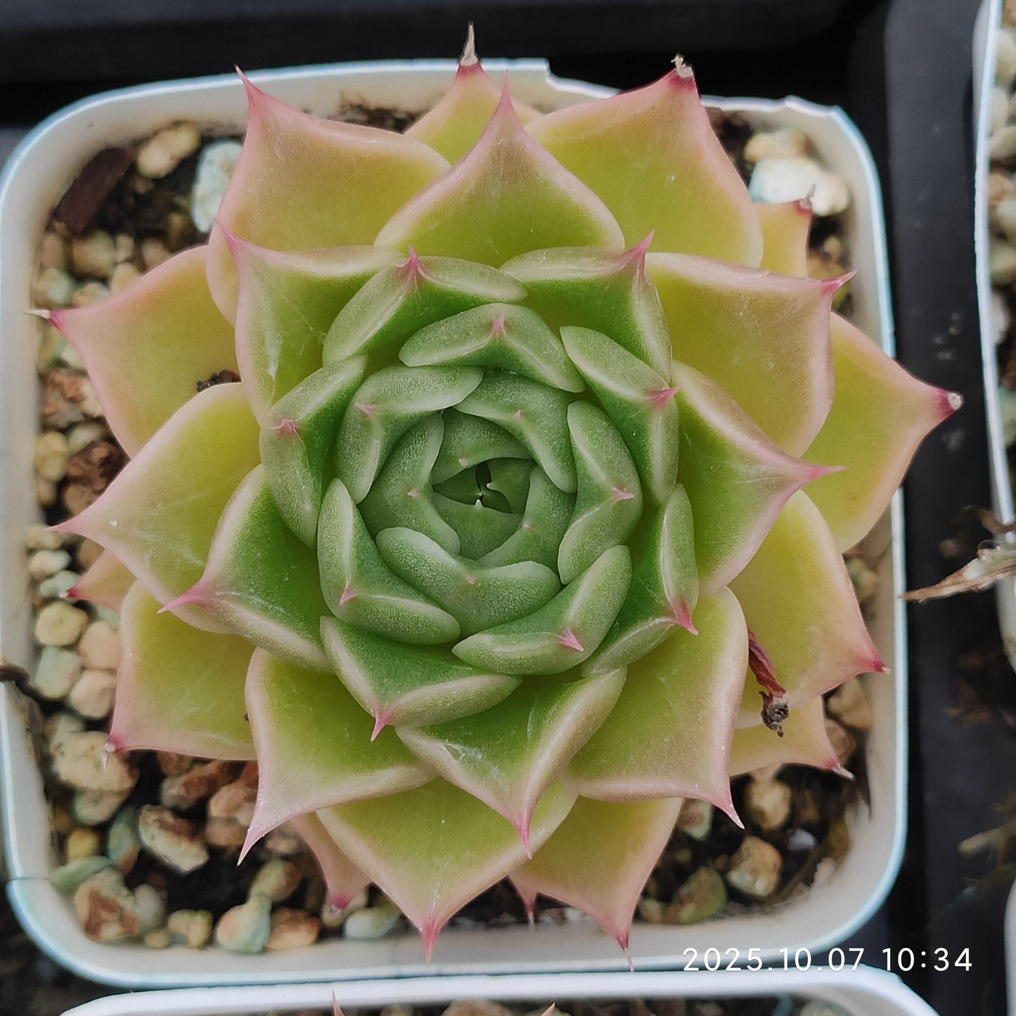 XQ1436 シマランスHyb(7cm pot)