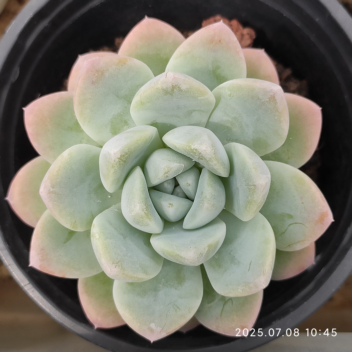 DQ061 スィックモンロー Hyb (9cm pot)