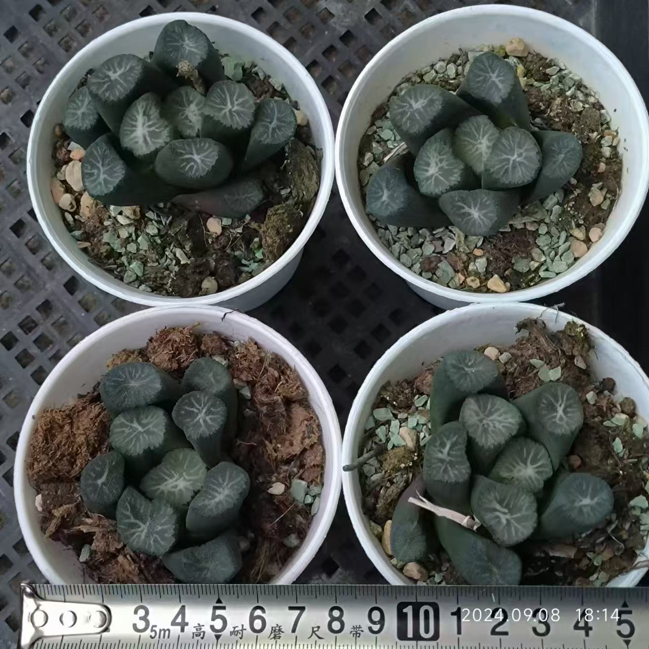 13221 星降る ホシフ