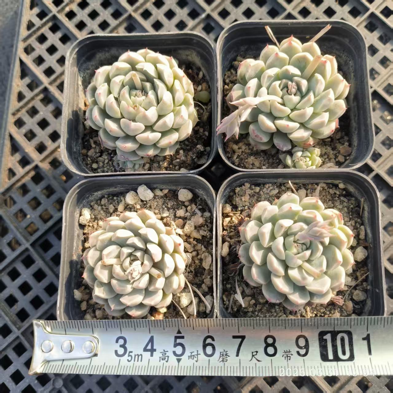 HH079 メキシコミニマ (6.5cm pot)