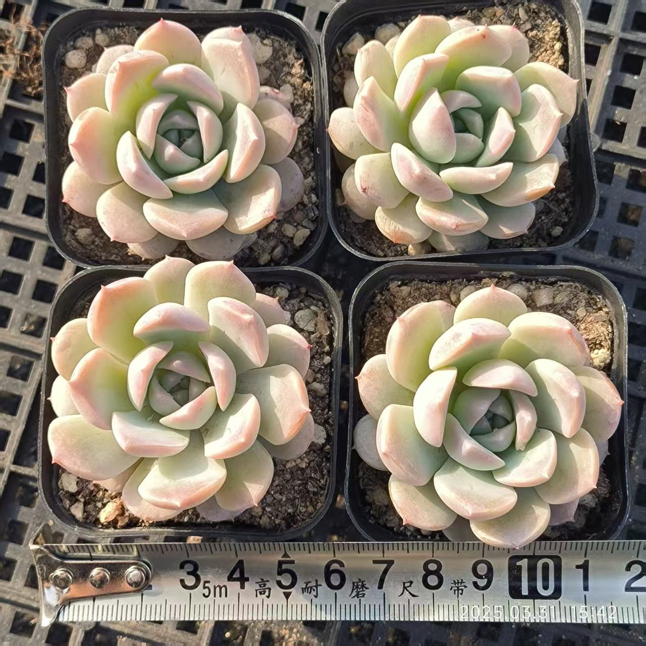 HH150 アメイジンググレイス (6.5cm pot)
