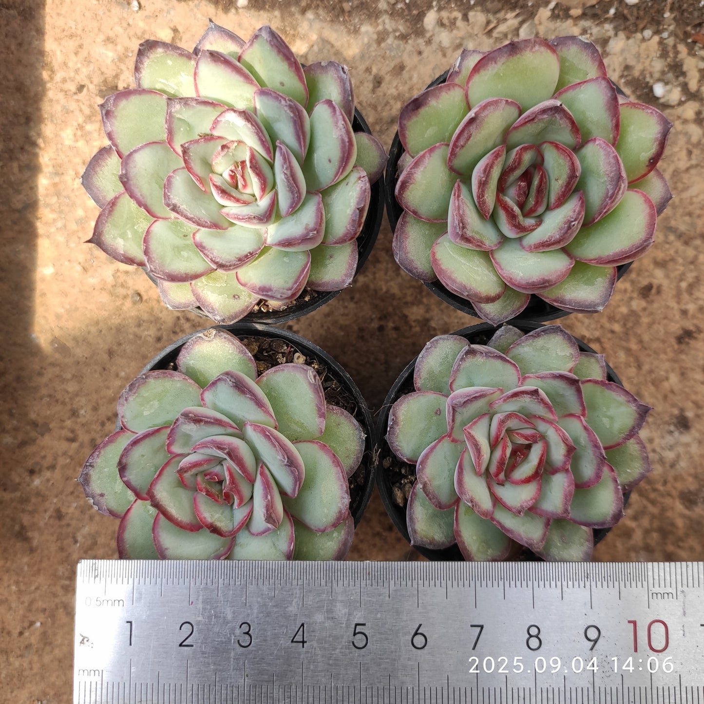 MMY1243 メキシコ プリドニス(5.5cm pot)
