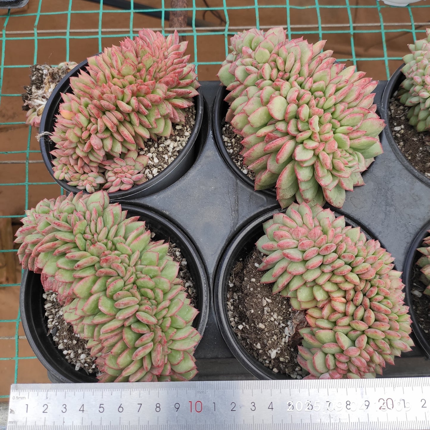 MMY1276 フェンディ綴化(12cm pot)