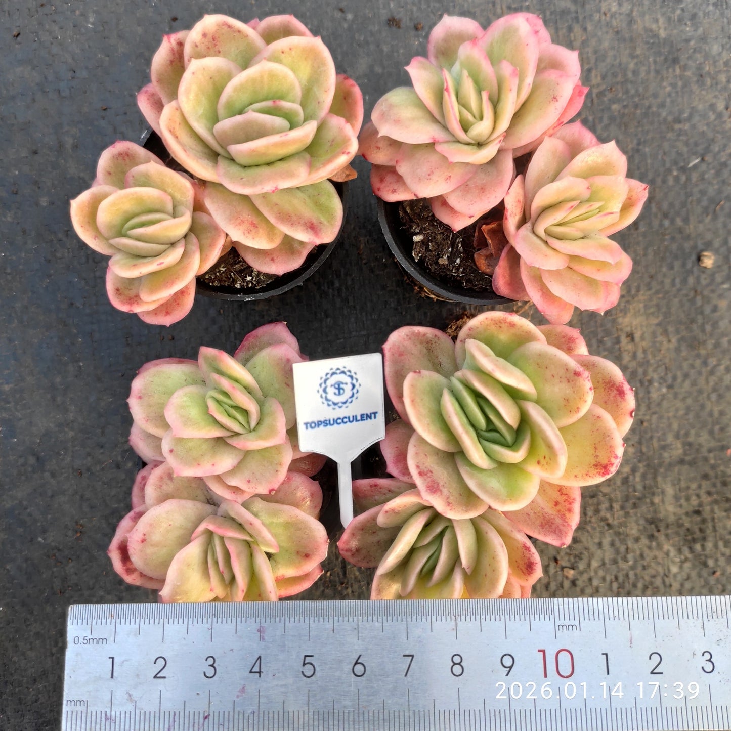 24775 アイスローズ